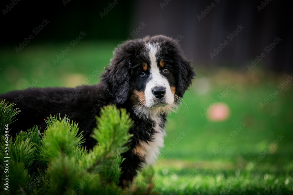Bernese mountain dog puppy in green background.	
