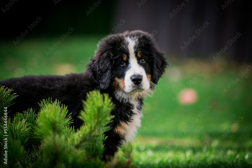 Bernese mountain dog puppy in green background.
Bernese mountain dog puppy in green background.