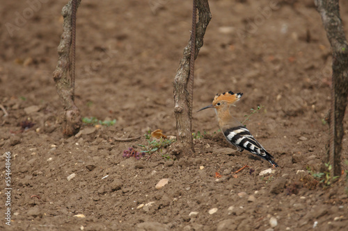 Wiederhopf  bird  tier  natur  wild lebende tiere  wild  