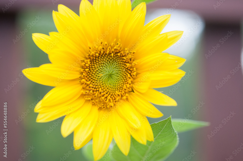 Close-up of Sunflower in full bloom Close-up of Sunflower in full bloom