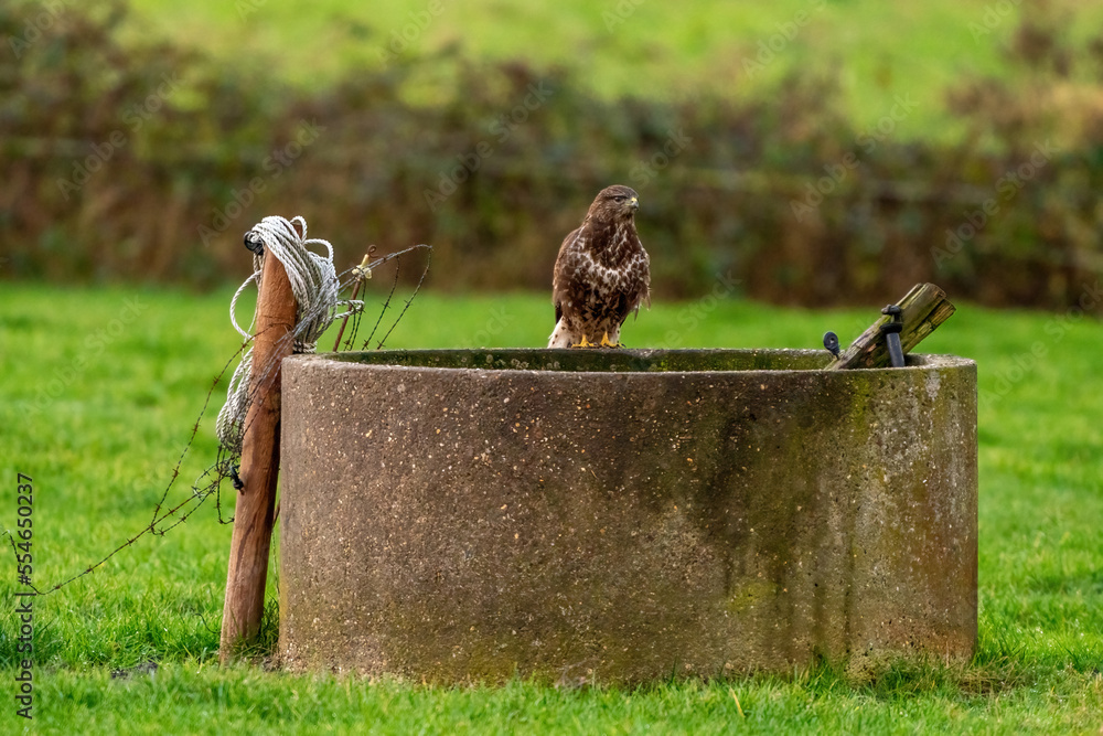 Common buzzard sitting the edge of an old well in a green lawn