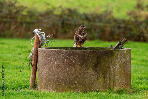 Obraz na płótnie Common buzzard sitting the edge of an old well in a green lawn w salonie