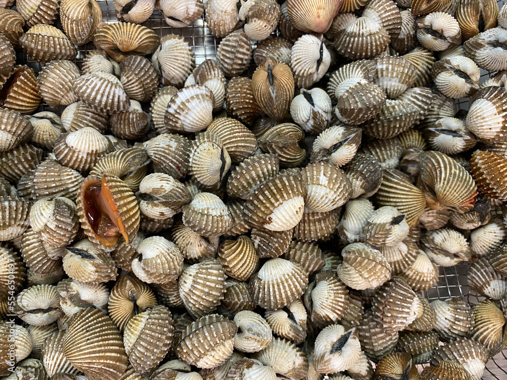 fresh Blood clam (Kerang dara) or Anadara granosa is delicious seafood. blood clam background fresh Blood clam (Kerang dara) or Anadara granosa is delicious seafood. blood clam background