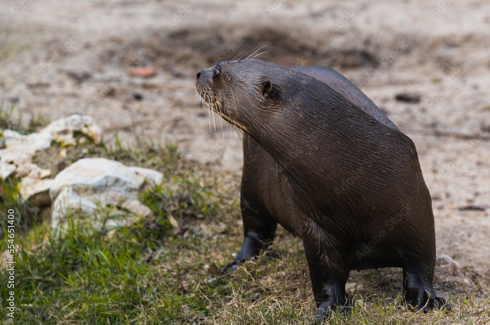 Fototapeta premium Amazon giant otter walking on land after coming out of the water