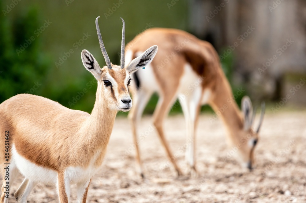 Dorcas Gazelle (Gazella Dorcas Neglecta) standing and another one searching for food on the ground