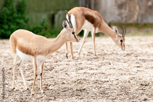 Dorcas Gazelle (Gazella Dorcas Neglecta) standing and another one searching for food on the ground