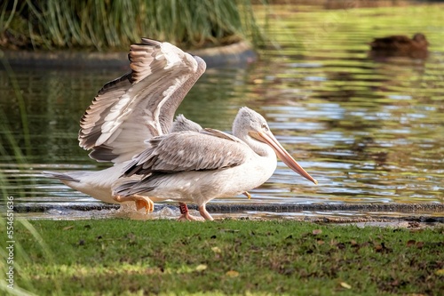 Gray Pelican standing on the grass at the edge of a pond while another lands in the same pond
