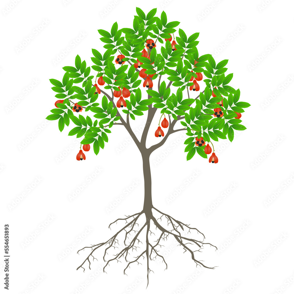 Ackee tree with fruits and roots on a white background.