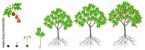 Cycle of growth of a blighia sapida tree on a white background.