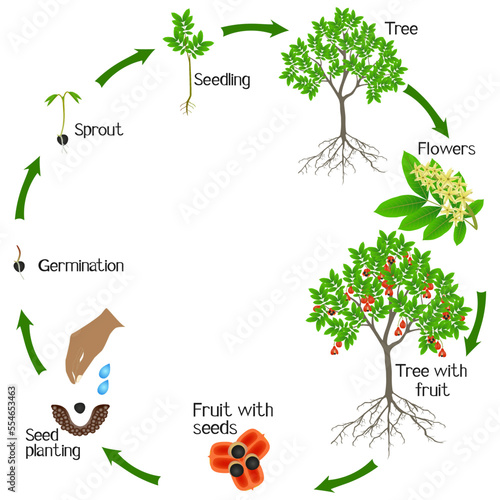 A growth cycle of a ackee tree on a white background.