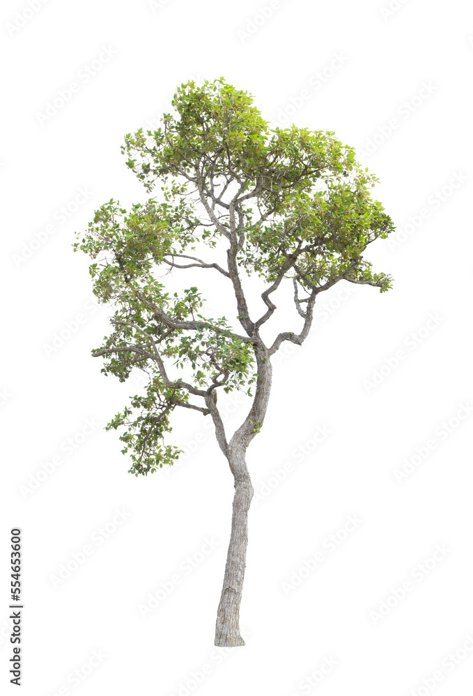 The tree on a isolated white background,clipping paths The tree on a isolated white background,clipping paths