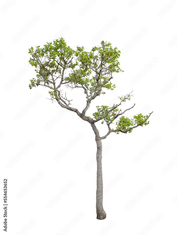 The tree on a isolated white background,clipping paths The tree on a isolated white background,clipping paths