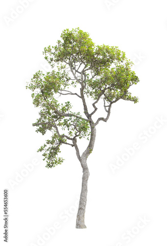 The tree on a isolated white background,clipping paths