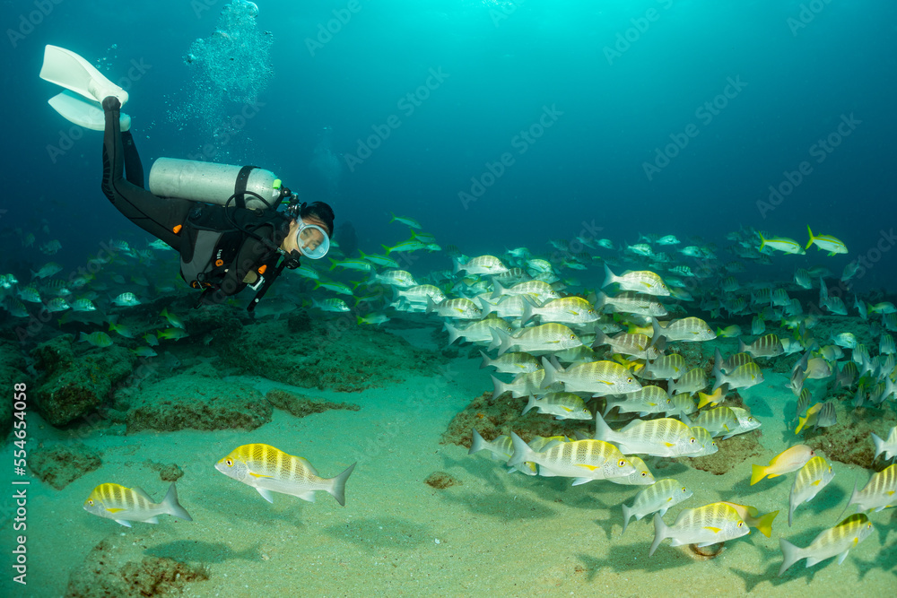 school of greybar grunt with scuba diver school of greybar grunt with scuba diver