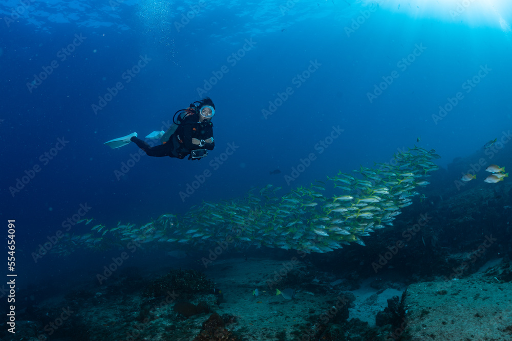 school of Amarillo Snapper Lutjanus argentiventris, Cabo Pulmo, Baja California Sur, Mexico school of Amarillo Snapper Lutjanus argentiventris, Cabo Pulmo, Baja California Sur, Mexico