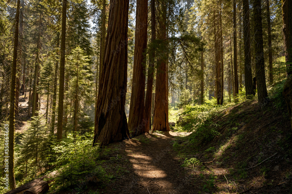 Magical Light Over a Sequoia Forest in Summer Magical Light Over a Sequoia Forest in Summer