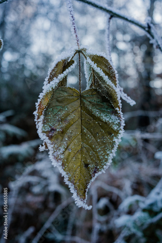 Frozen leaves hanging on a tree in mid-winter December in Germany © johna_fotografiert