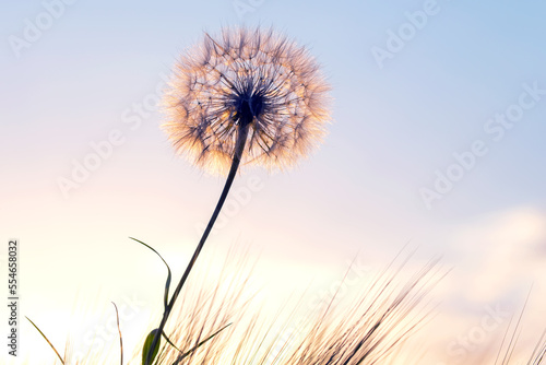 Fototapeta Naklejka Na Ścianę i Meble -  Dandelion among the grass against the sunset sky. Nature and botany of flowers