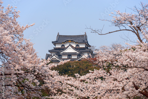 Hikone, Japan at Hikone Castle in Spring © SeanPavonePhoto