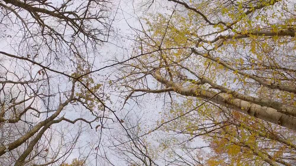 Trees in autumn forest with yellow leaves, cloudy weather, bottom-up view, slow motion
Trees in autumn forest with yellow leaves, cloudy weather, bottom-up view, slow motion