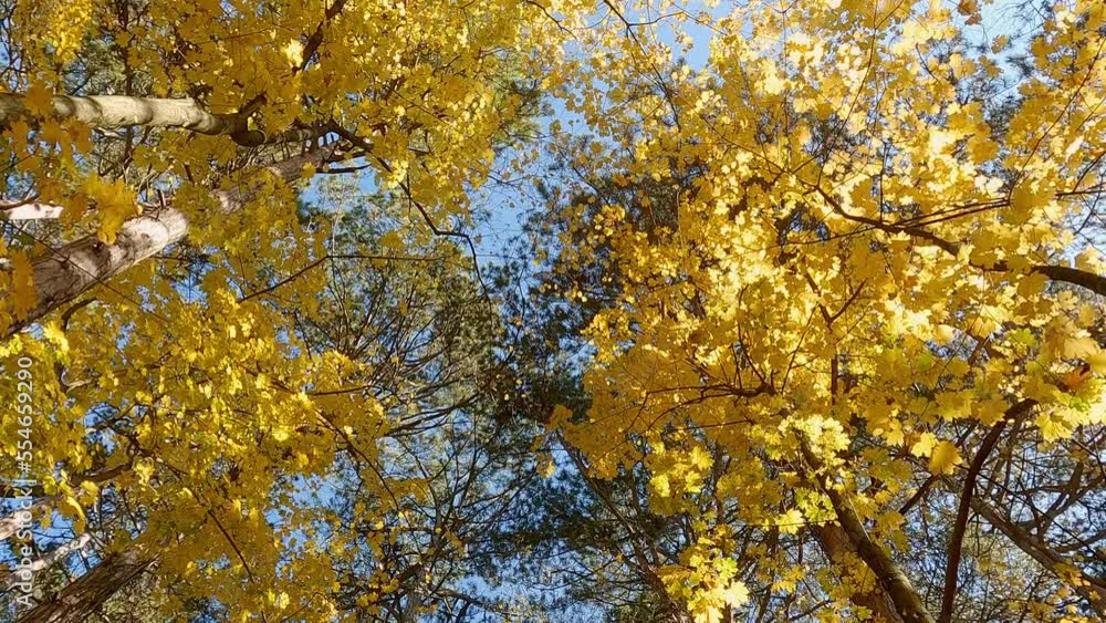 Yellow leaves on trees in the autumn forest on a clear day, bottom view, rotation, slow motion
Yellow leaves on trees in the autumn forest on a clear day, bottom view, rotation, slow motion