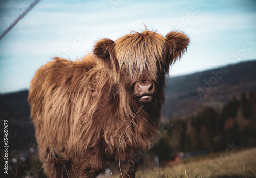 Krowa typu szkockiego na wypasie, portret