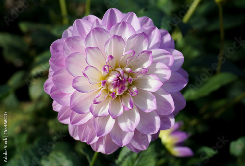 beautiful dahlia flower with open petals. lilac pastel color garden flower in bloom 