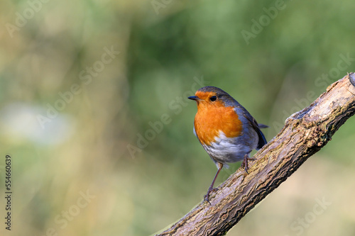Robin, Erithacus rubecula, perched on a frosty branch, looking left
