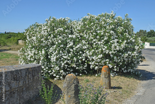 Oranger du Mexique, choisya, à fleurs blanches.