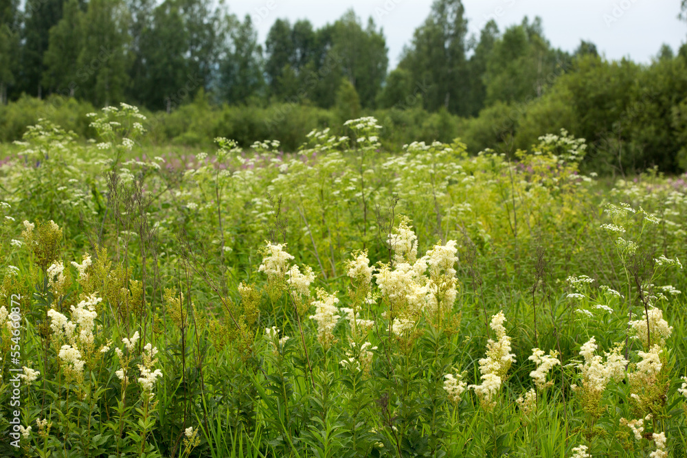 Wonderful blooming white Filipendula ulmaria or meadowsweet blooms on the river bank. Meadowsweet has been used for colds, respiratory problems, acid indigestion, peptic ulcers, arthritis and other