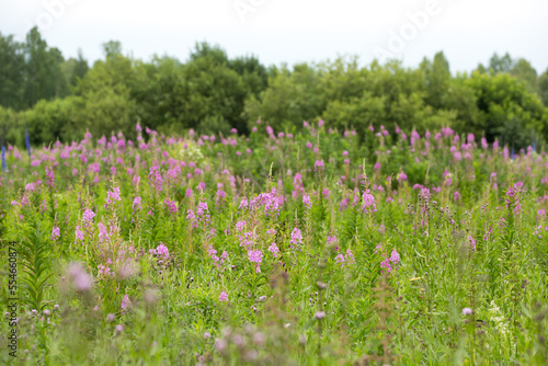 Narrow-leaved cypress or Ivan-tea Lat. Chamerion angustifolium in the natural environment of growth. Western Siberia