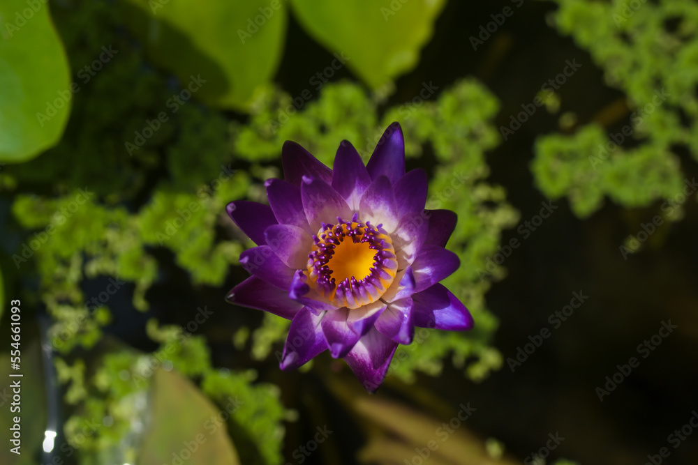 purple lotus flower in the garden purple lotus flower in the garden