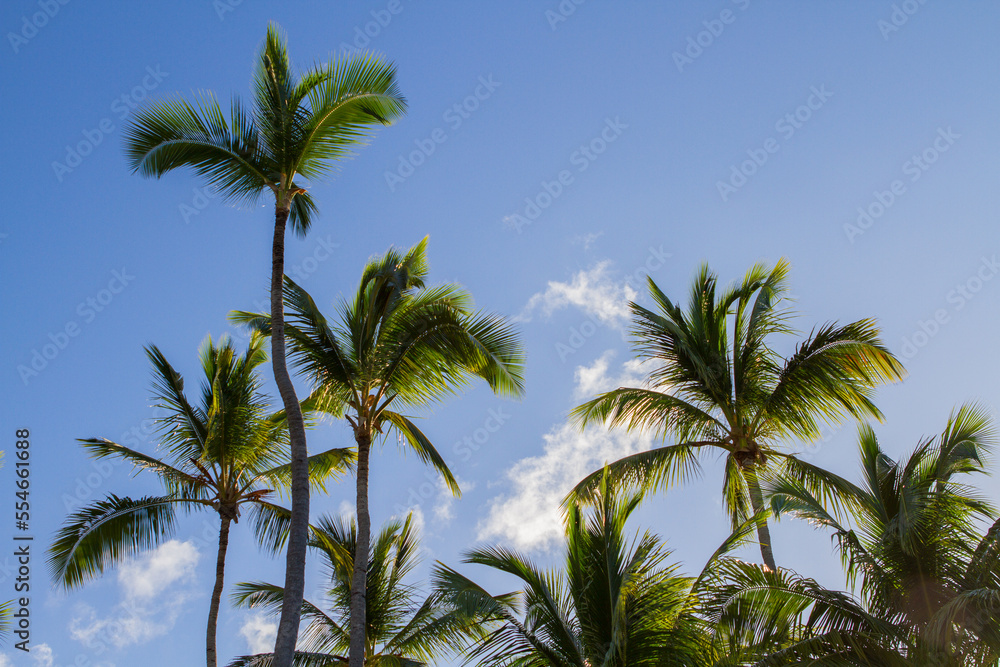 Green palm tree on blue sky background