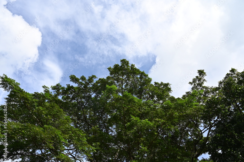 A large Acacia tree against the blue sky in the Philippines on a sunny day. A large Acacia tree against the blue sky in the Philippines on a sunny day.