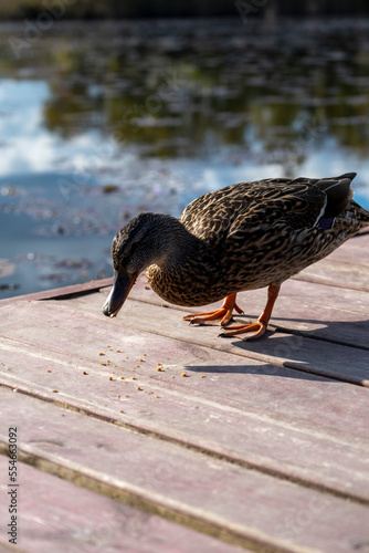 duck on the pier