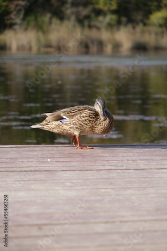 duck on the pier