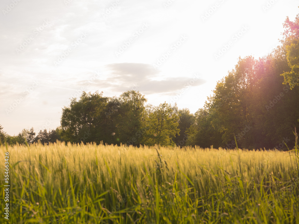 Ein Weizenfeld am Waldrand bei Sonnenuntegang