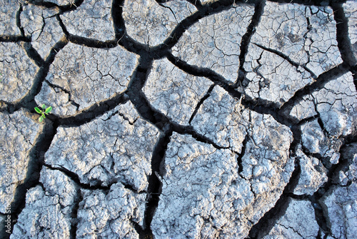 Dry gray cracked ground, with small plants, first green leaves growing through, natural background, top view