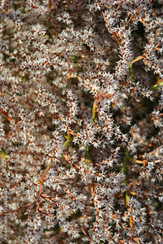 Small beautiful white flowers, top view natural background