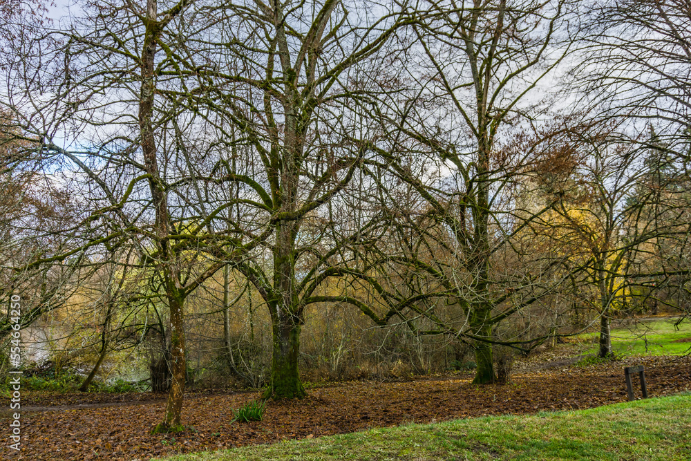 Autumn Tangled Branches