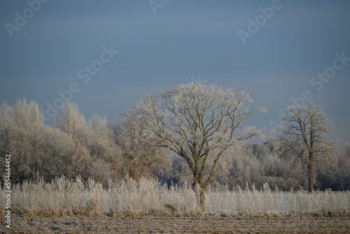 Wallpaper Mural Frost im Münsterland Torontodigital.ca