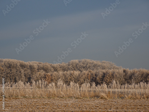 Frost im Münsterland