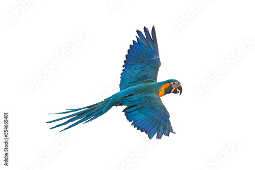 Colorful Blue-throated macaw parrot flying isolated on transparent background.