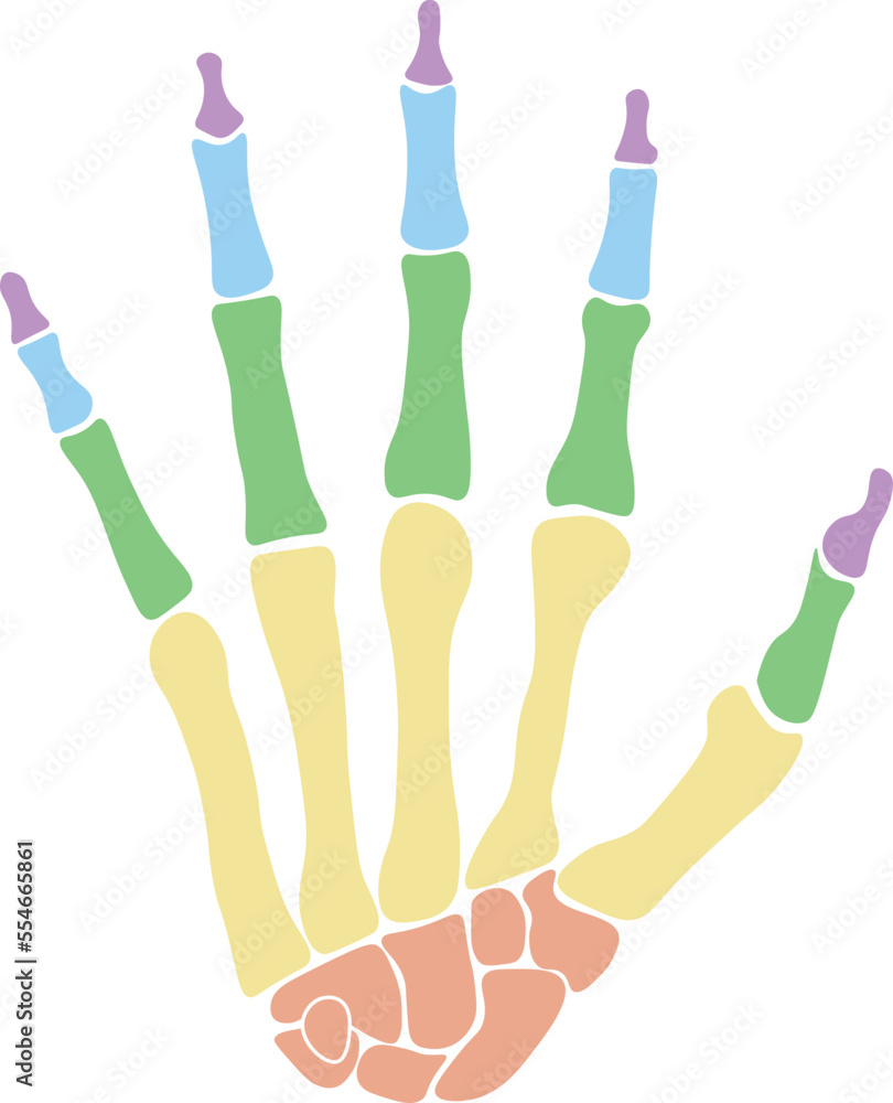 Bones of hand Colored (Carpals, Metacarpals, Phalanges) Bones of hand Colored (Carpals, Metacarpals, Phalanges)