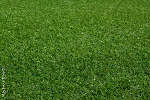 Green grass lawn lawn closeup