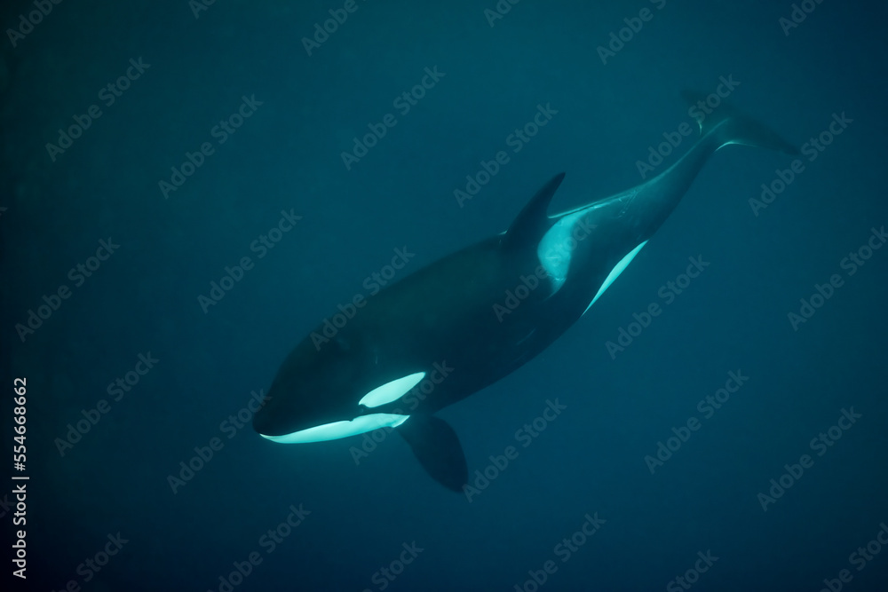 orcas or killer whales in Kvænangen fjord in Norway hunting for herrings orcas or killer whales in Kvænangen fjord in Norway hunting for herrings