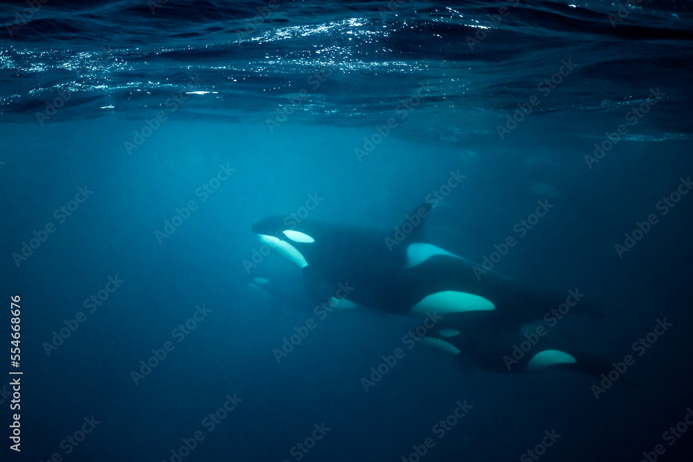 orcas or killer whales in Kvænangen fjord in Norway hunting for herrings orcas or killer whales in Kvænangen fjord in Norway hunting for herrings