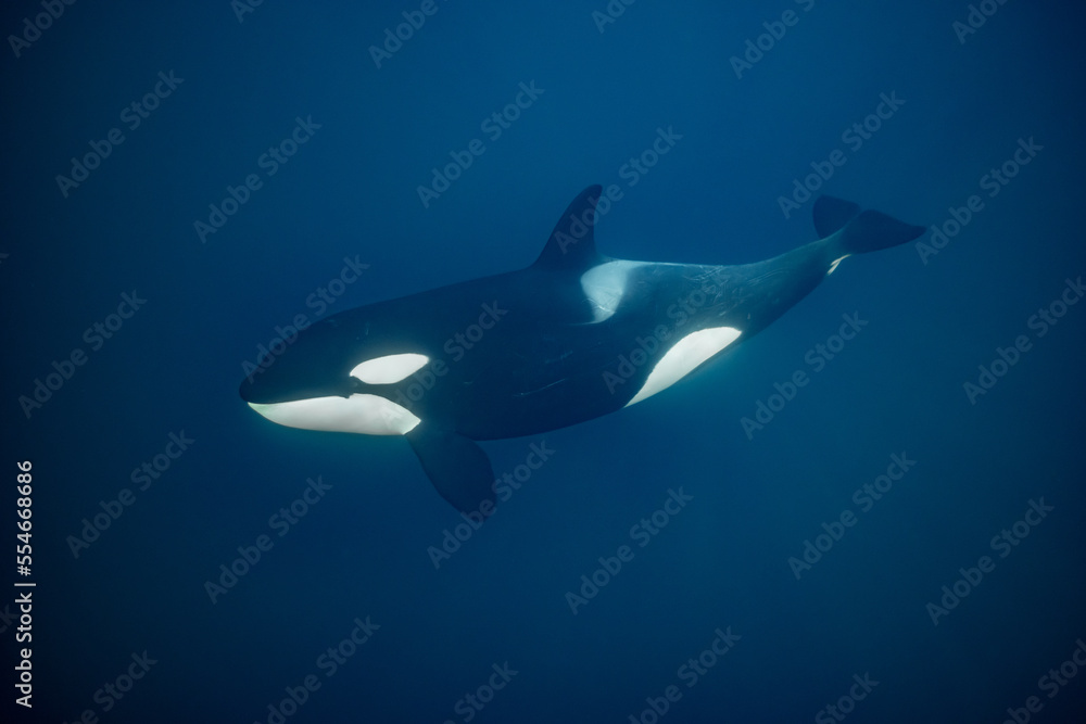 Fototapeta premium orcas or killer whales in Kvænangen fjord in Norway hunting for herrings