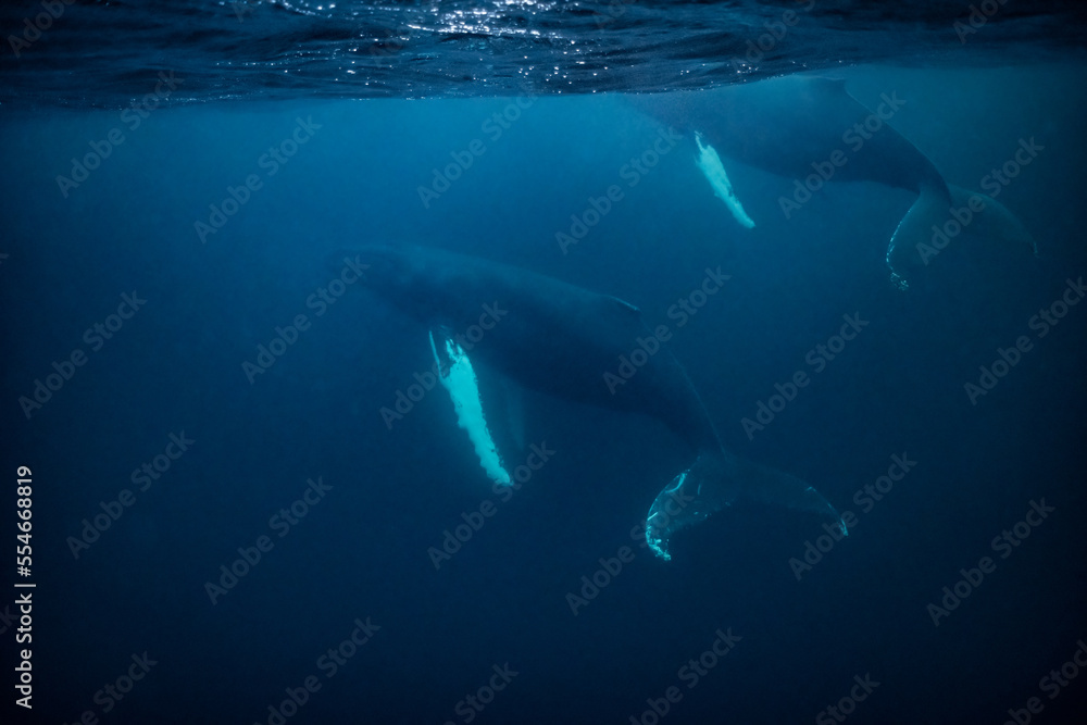 humpback whales in Kvænangen fjord in Norway hunting for herrings humpback whales in Kvænangen fjord in Norway hunting for herrings