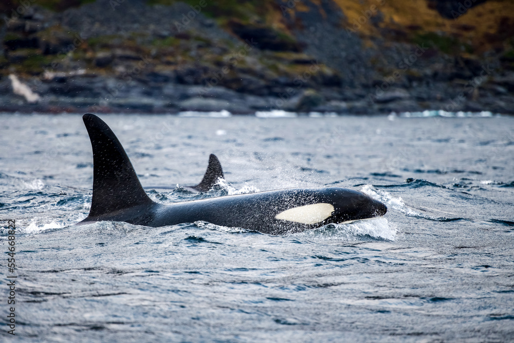Fototapeta premium orcas or killer whales in Kvænangen fjord in Norway hunting for herrings